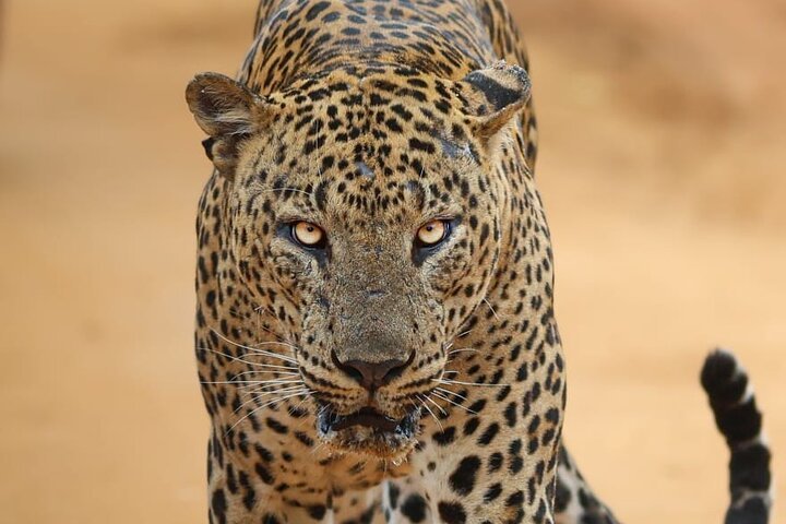 yala leopard safari morning